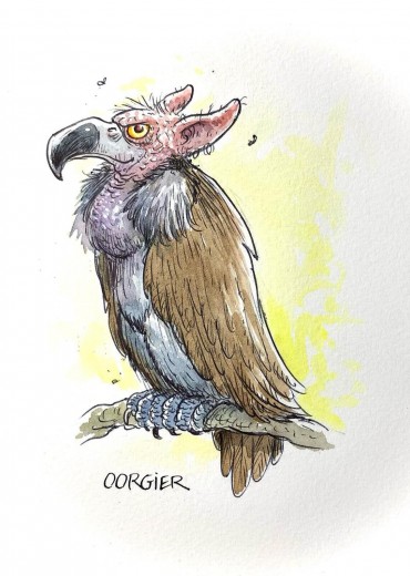 Vreemde-Vogels-4-stripweb